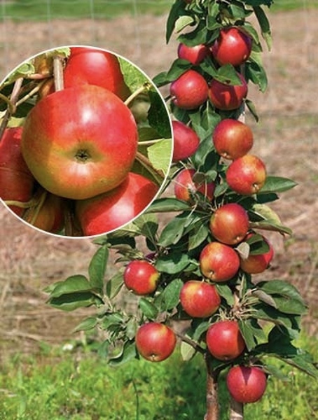 Яблоня колоновидная "Московское Ожерелье"